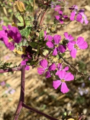 Lythrum californicum
