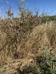 Lythrum californicum