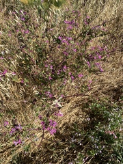 Lythrum californicum