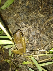 Polypedates leucomystax