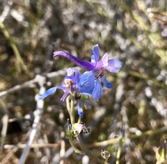 Delphinium parishii