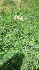 Thalictrum flavum