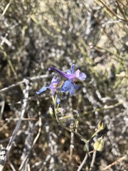 Delphinium parishii