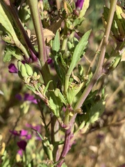 Lythrum californicum