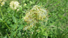 Thalictrum flavum