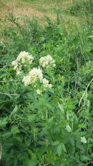 Thalictrum flavum