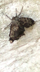 Anthophila fabriciana