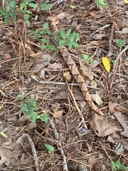Agkistrodon contortrix