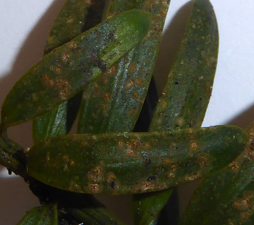 Enterographa bella image