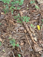 Agkistrodon contortrix