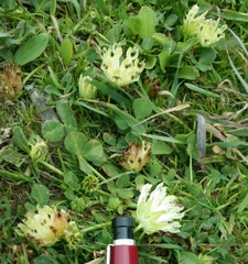 Trifolium fucatum