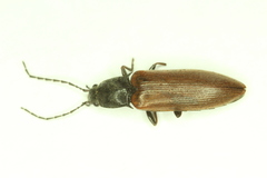 Acteniceromorphus sagiticollis