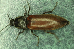 Acteniceromorphus sagiticollis