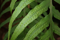 Polypodiastrum mengtzeense