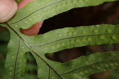 Polypodiastrum mengtzeense