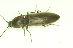 Acteniceromorphus volitans