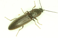 Acteniceromorphus volitans