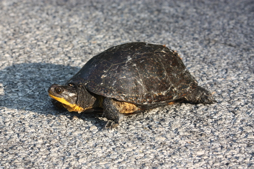Blanding's Turtle