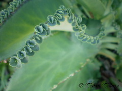 Kalanchoe laetivirens