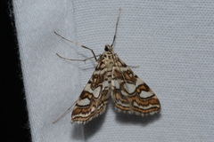 Elophila ekthlipsis