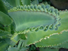 Kalanchoe laetivirens