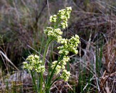 Valeriana edulis