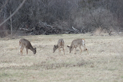 Odocoileus virginianus borealis