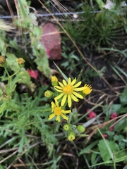 Senecio squalidus