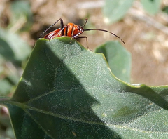 Adelphocoris