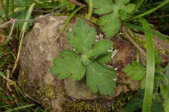 Geranium nepalense thunbergii