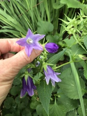 Campanula latifolia