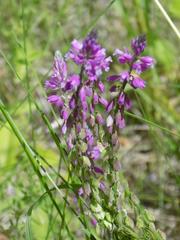 Polygala sibirica