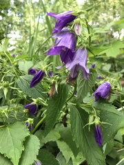 Campanula latifolia