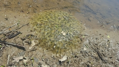 Rana dybowskii