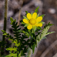 Potentilla conferta
