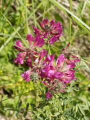 Astragalus cornutus