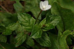 Epilobium amurense