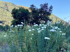 Romneya coulteri