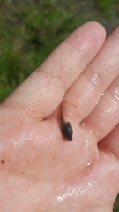 Rana dybowskii