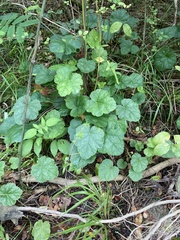 Heuchera