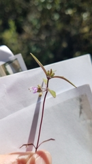 Trichostema simulatum