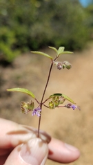 Trichostema simulatum