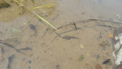 Rana dybowskii