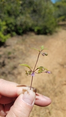 Trichostema simulatum