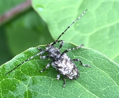 Aegomorphus modestus