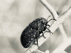 Acantholomidea porosa