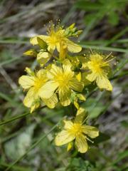 Hypericum elegans