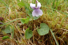 Viola epipsiloides