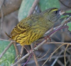 Crithagra scotops umbrosa