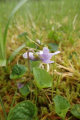 Viola epipsiloides
